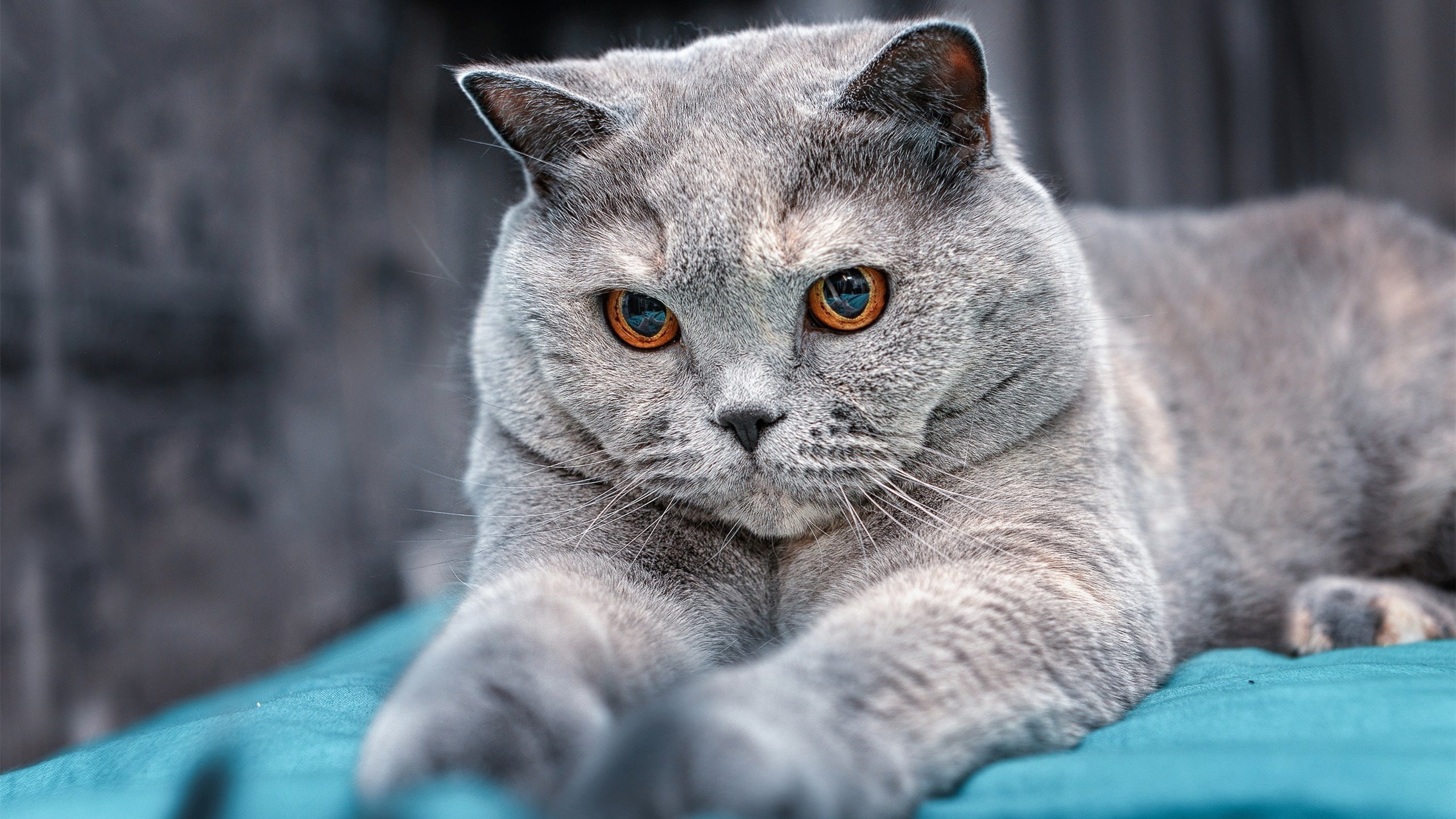 _比赛裁判的挑战:如何保持公正与效率_,竞赛裁判过程