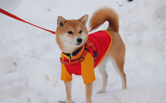 【球队文化】培养年轻球员的青训体系,足球青训教练培养