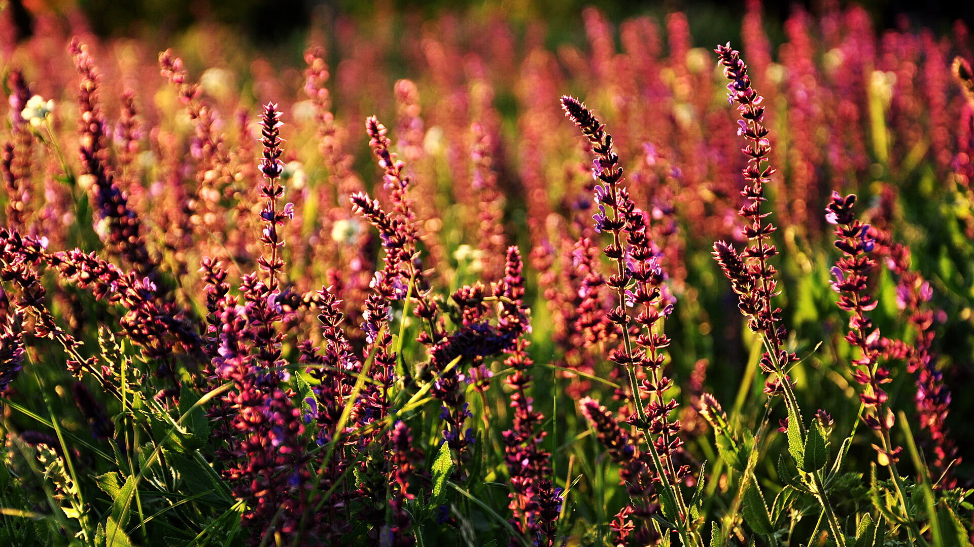 主播与职业战队合作模式日渐成熟,职业队和主播大神区别