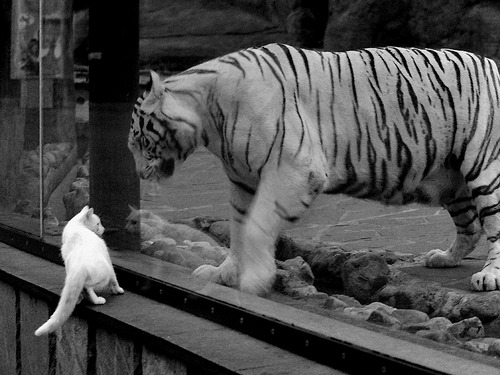 主教练专栏:战术布局的胜负关键在哪?,战术技巧