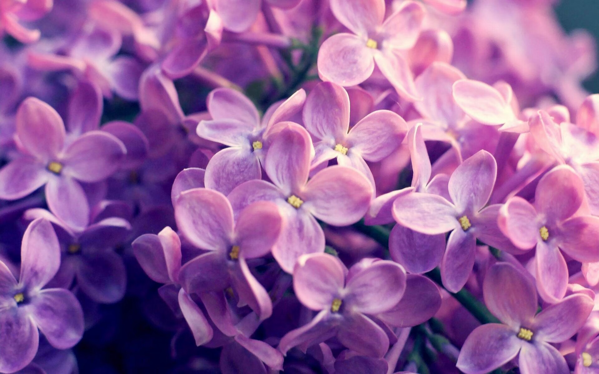 leyu乐鱼体育综合-比利时马术队在2024年巴黎奥运会上表现出色，获得团体障碍赛第五名，创造历史最佳成绩。-leyu乐鱼体育综合