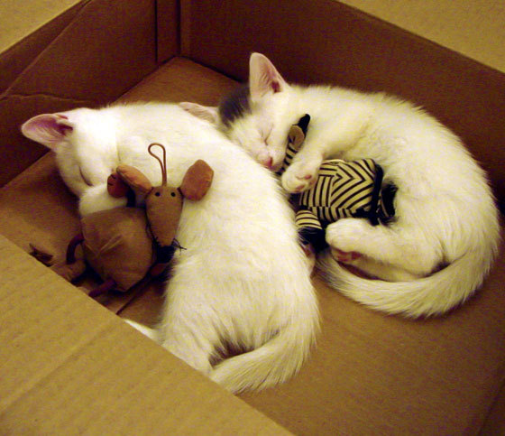 特色篮球夏令营让孩子们在运动中成长,收获友谊与健康,篮球夏令营活动方案