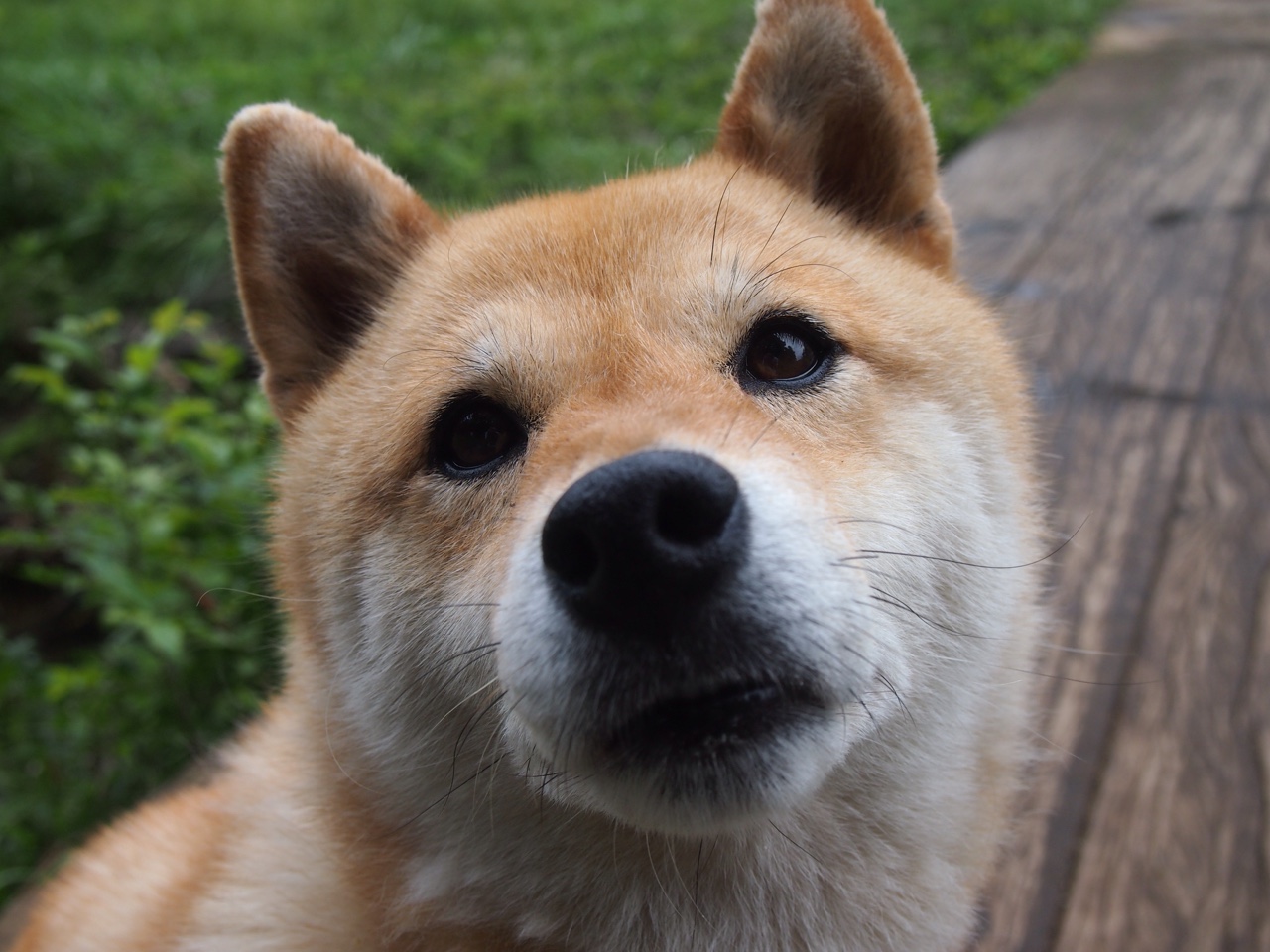 FIFA发文祝贺伊朗:“勇气与智慧并存的球队”