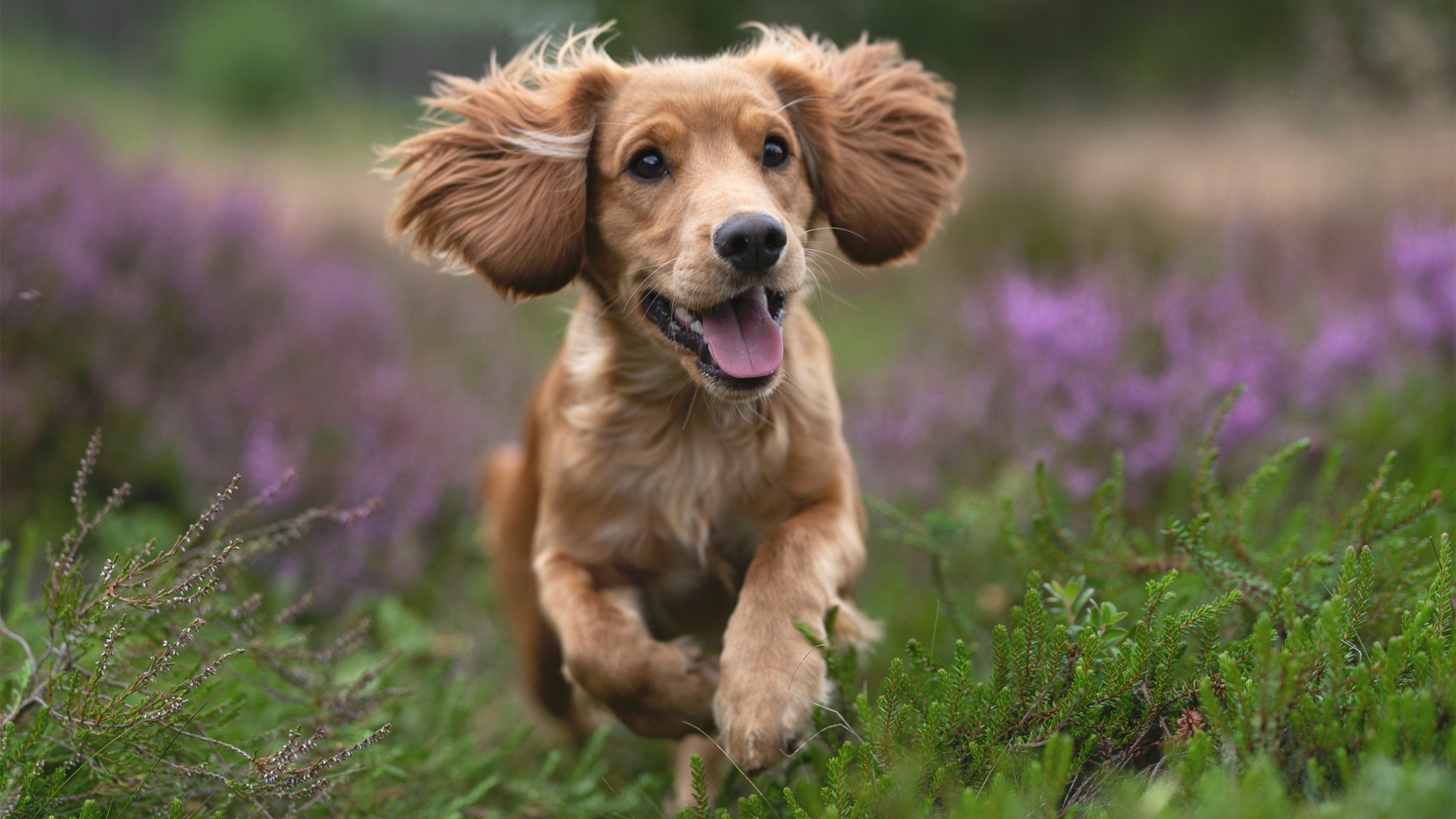 乌拉圭队在巴黎奥运会比赛中展现出强大的个人突破能力,乌拉圭冠军