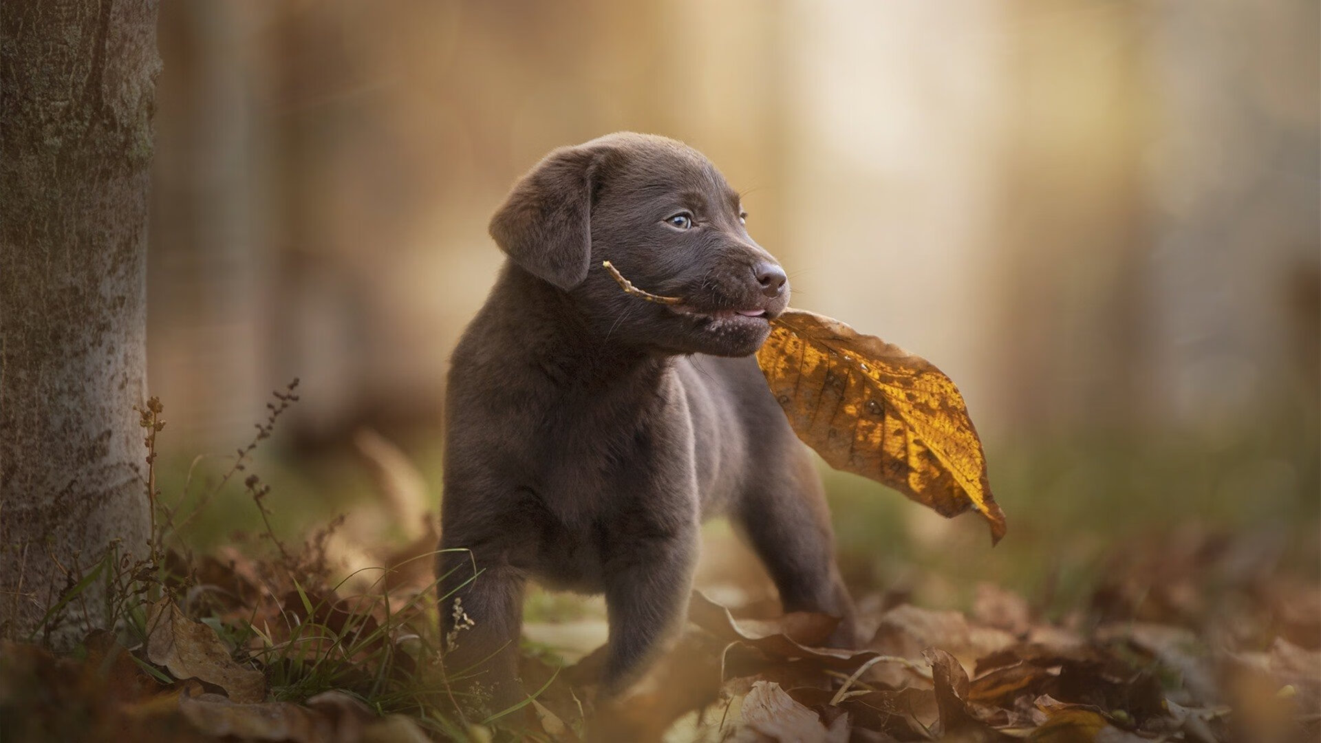 乐鱼电竞在线平台-多特蒙德迎战尤文图斯：双方巅峰对决，多特蒙德对阵-乐鱼电竞在线平台