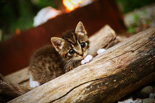乐鱼体育平台app下载-欧冠赛场豪门盛宴，悬念终将揭晓，欧洲豪门欧冠战绩-乐鱼体育平台app下载