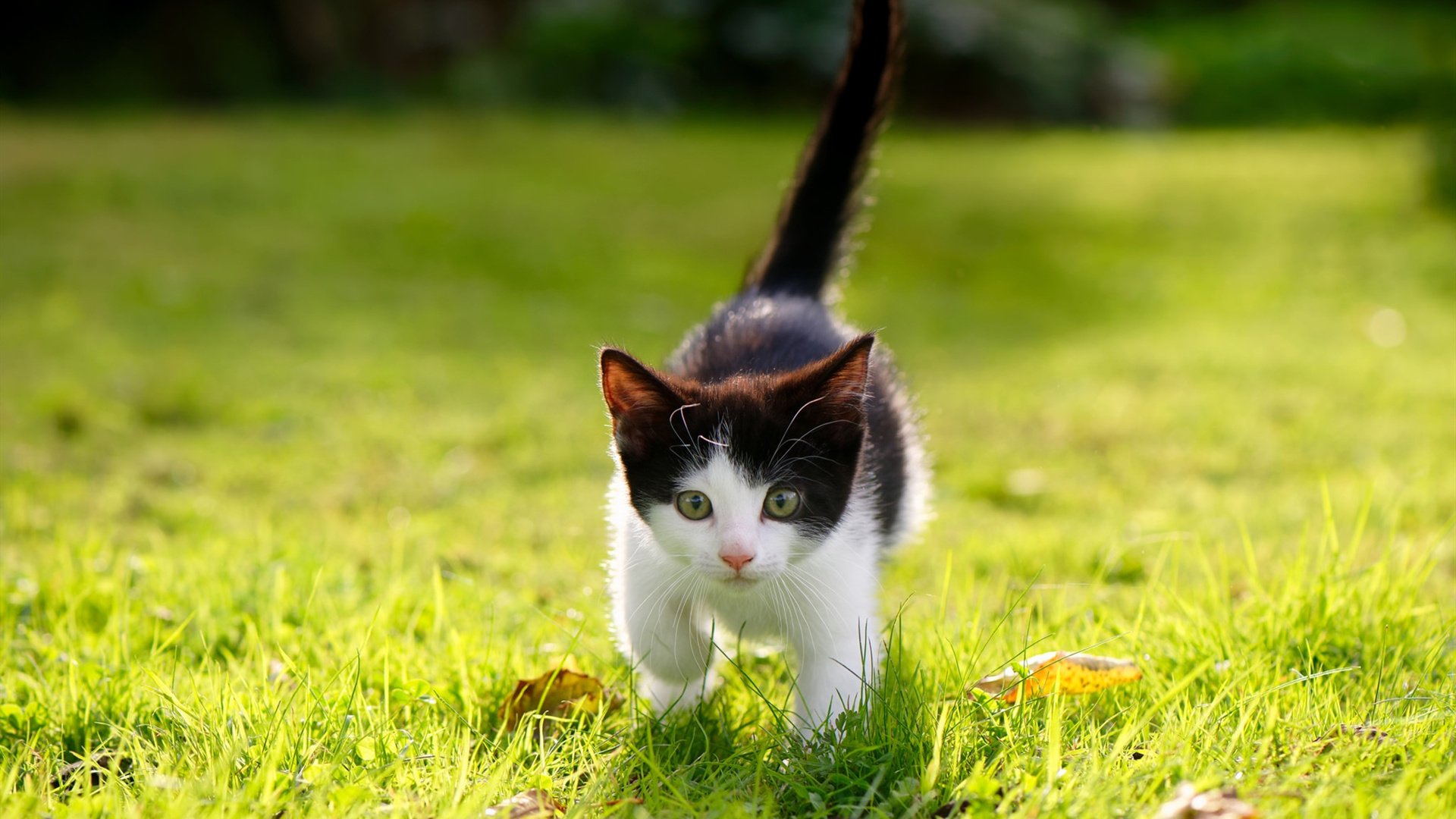 乐鱼娱乐app-罗马尼亚队无缘晋级半决赛：智利连笑局破，罗马尼亚赛程500-乐鱼娱乐app