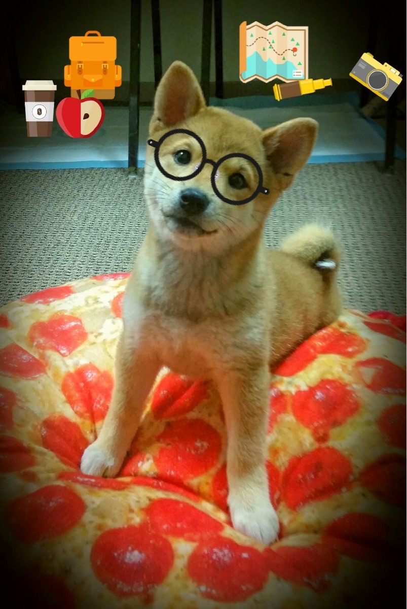 运动员康复训练技术支持,运动员康复训练技术支持方案