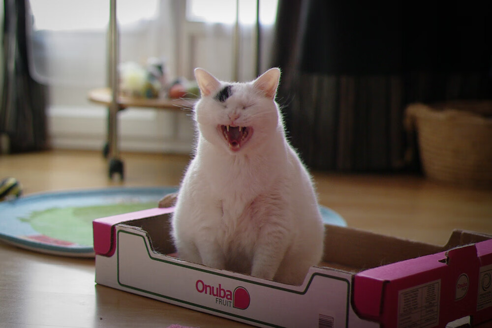 “香港赛场,阿仙奴与热刺的火拼瞬间”