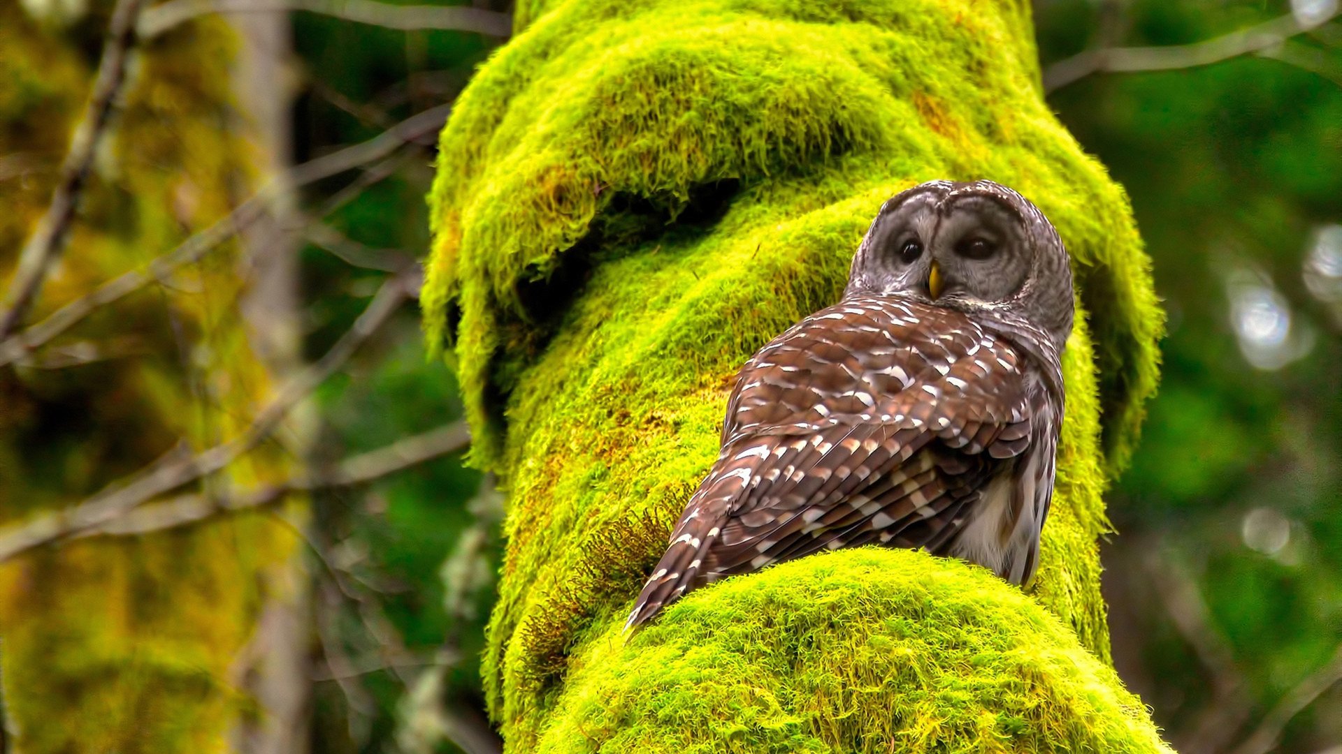 leyu乐鱼体育综合-中国三人篮球男队提高比赛强度，中国三人篮球男队提高比赛强度了吗-leyu乐鱼体育综合