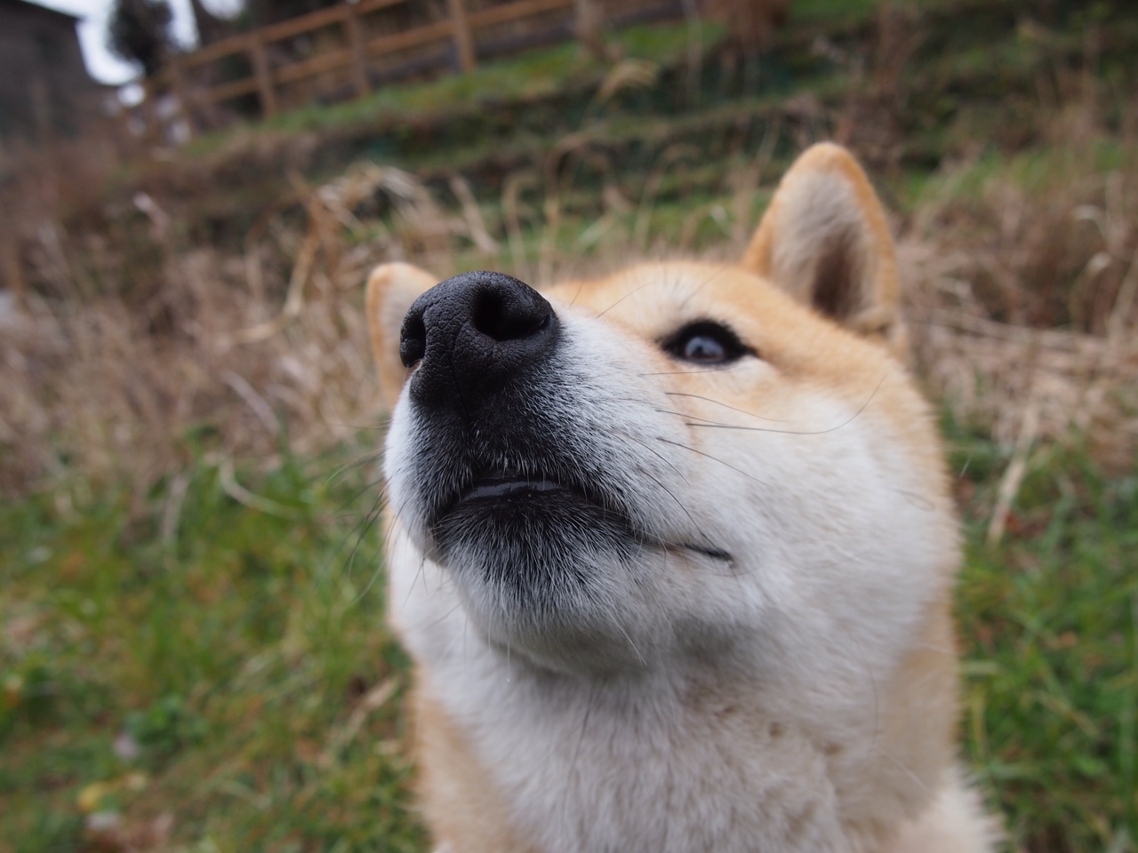 解析埃及赛制:如何为国际赛事培养更多人才,埃及选手