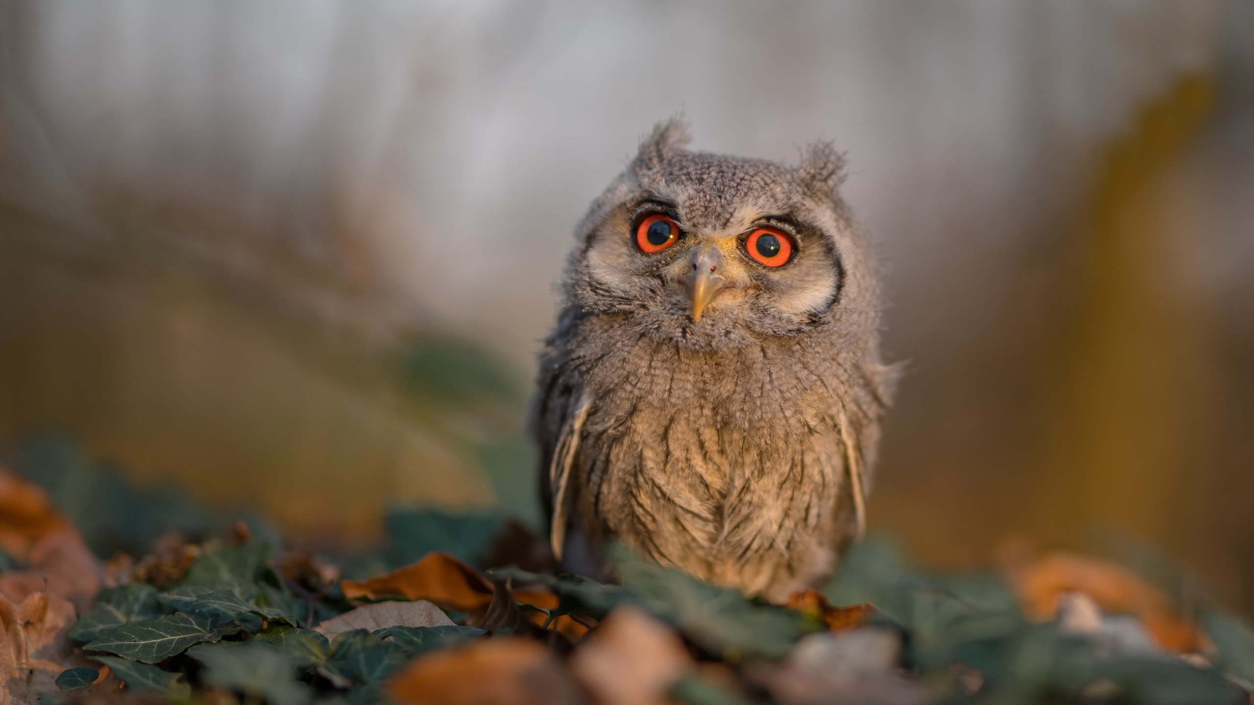 乐鱼体育(中国)官方网站-赫罗纳快速反击成为致胜手段，赫罗纳比赛-乐鱼体育(中国)官方网站