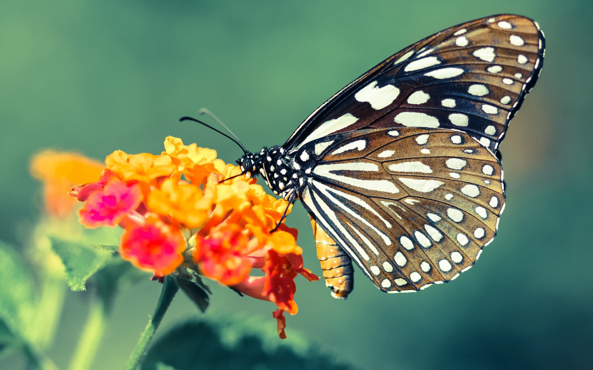 张雨霏挑战新泳姿目标提升出水效率，张雨霏游泳视频