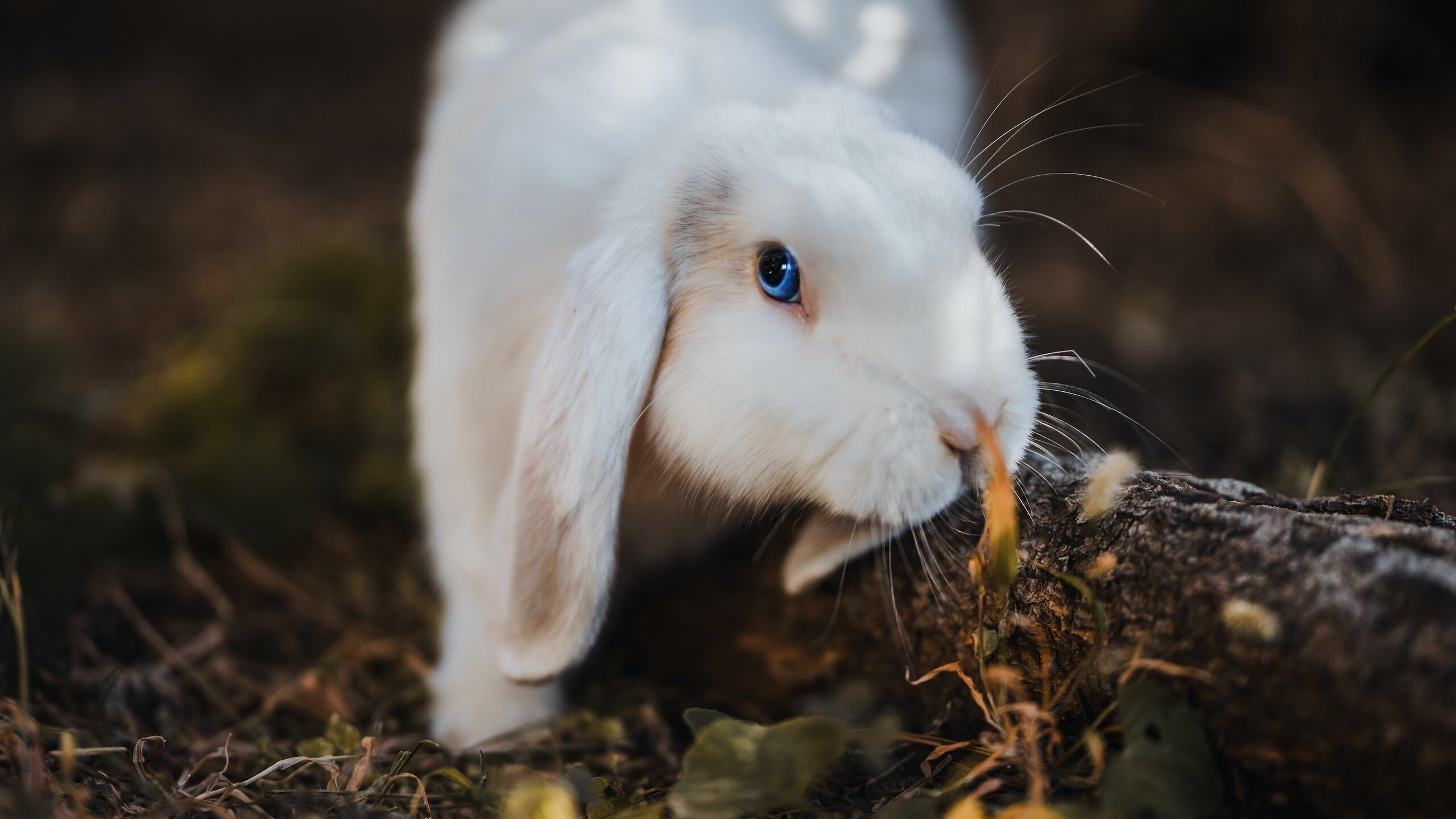 leyu乐鱼官网登录入口-法甲新星冉冉升起：未来巨星闪耀绿茵！，法甲新赛季前瞻-leyu乐鱼官网登录入口